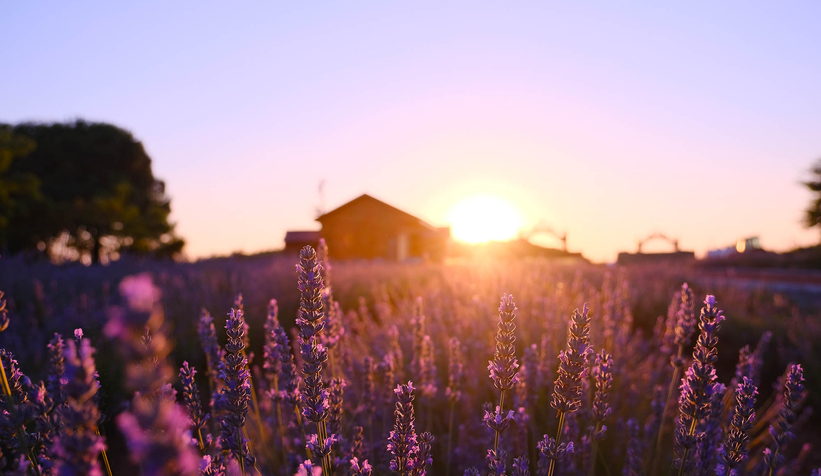 Lavanta hasadı başladı