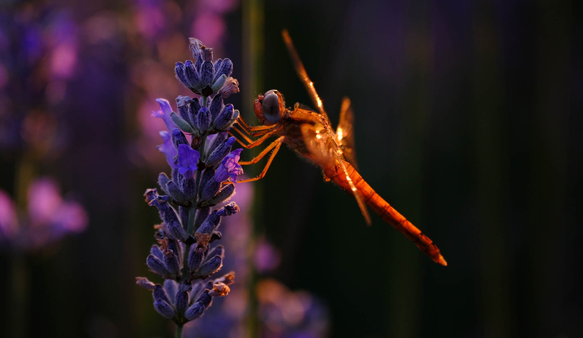 Lavanta hasadı başladı
