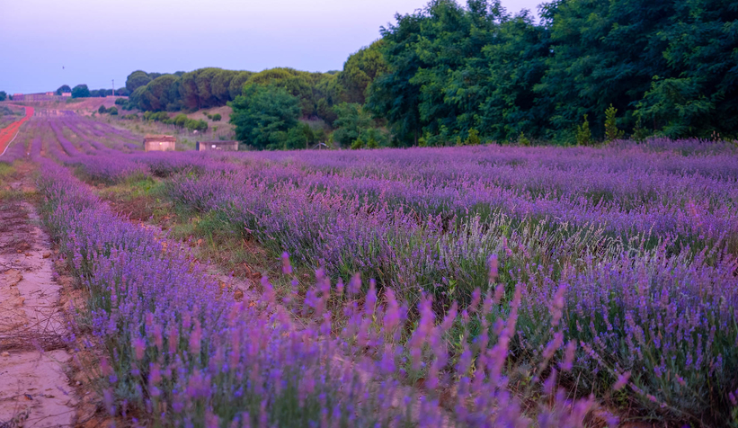 Lavanta hasadı başladı