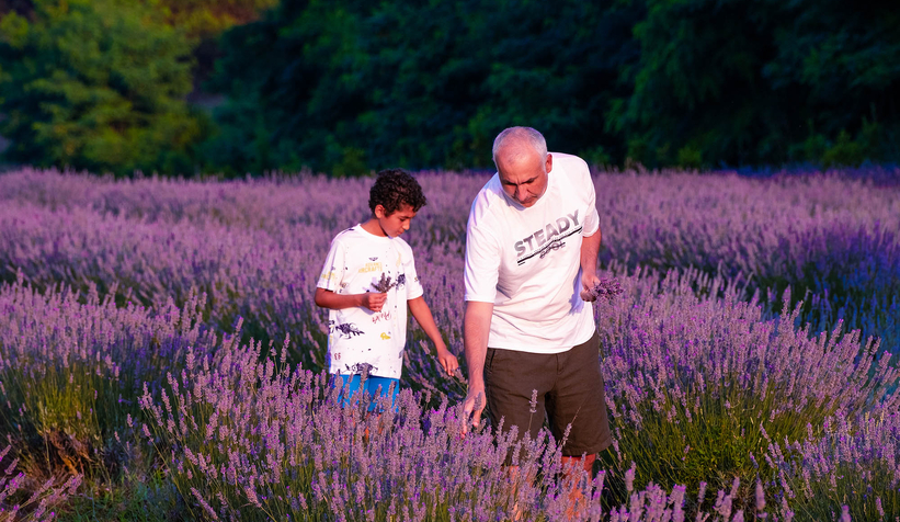 Lavanta hasadı başladı