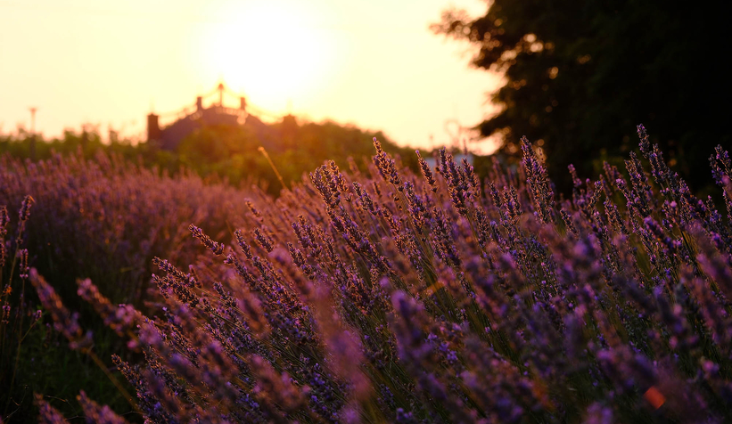 Lavanta hasadı başladı