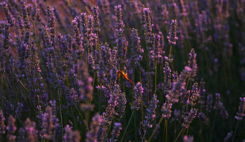 Lavanta hasadı başladı
