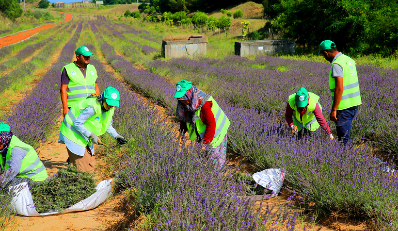 Lavanta hasadı sürüyor