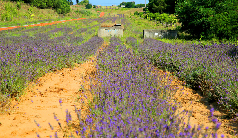 Lavanta hasadı sürüyor