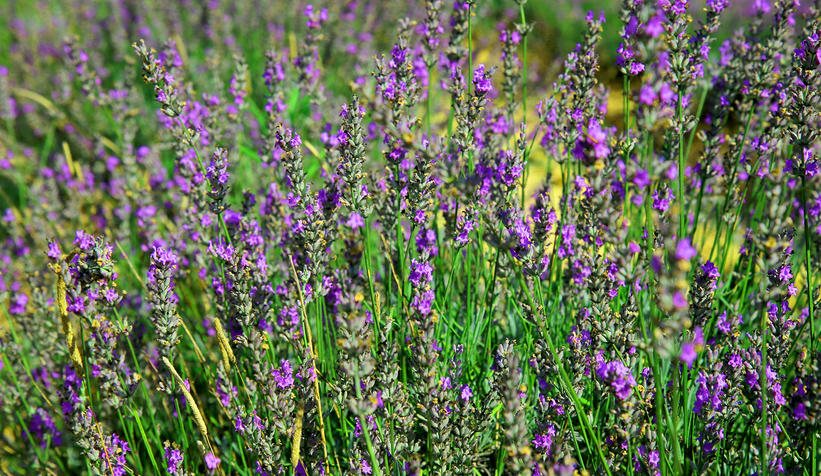 Lavanta hasadı sürüyor