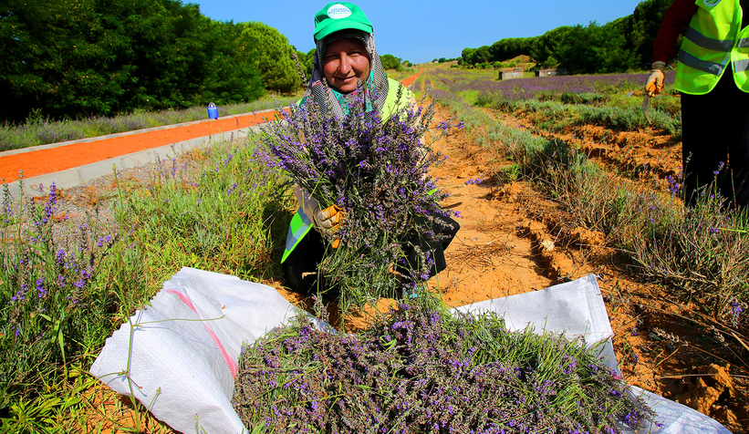 Lavanta hasadı sürüyor