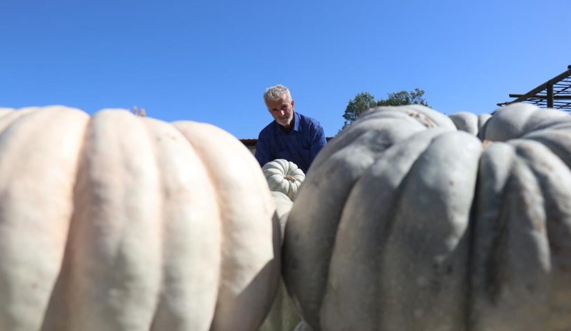 Lezzetiyle büyüleyen bal kabağının sofralara yolculuğu başladı