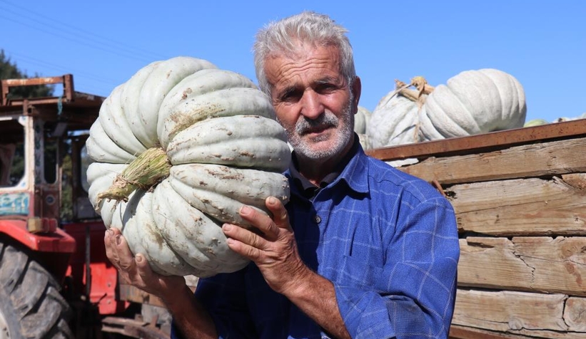 Lezzetiyle büyüleyen bal kabağının sofralara yolculuğu başladı