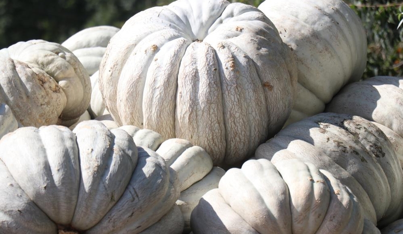 Lezzetiyle büyüleyen bal kabağının sofralara yolculuğu başladı