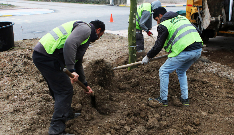 Londra çınarları Şehit İlhan Aras’a güzellik katacak