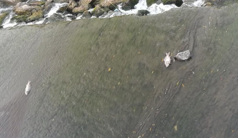 Longozu besleyen derelerde balıklar ölüyor