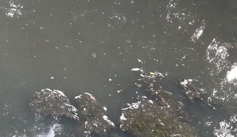 Longozu besleyen derelerde balıklar ölüyor