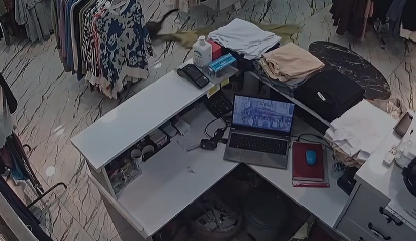 Mağazada ilginç olay, kedi az kalsın elbiseyi götürüyordu