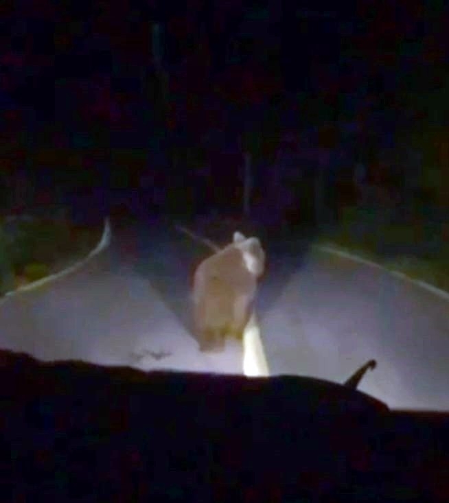 Mahalleye inen ayı arkasına bile bakmadan kaçtı