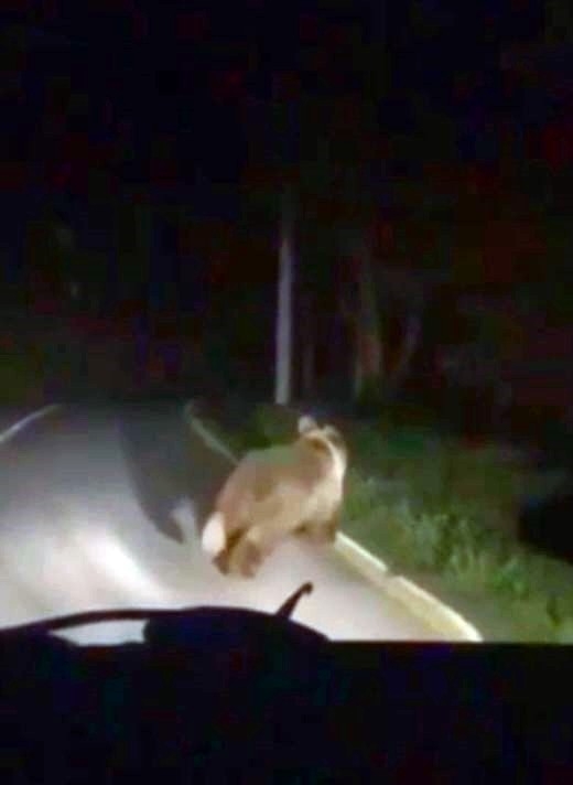 Mahalleye inen ayı arkasına bile bakmadan kaçtı