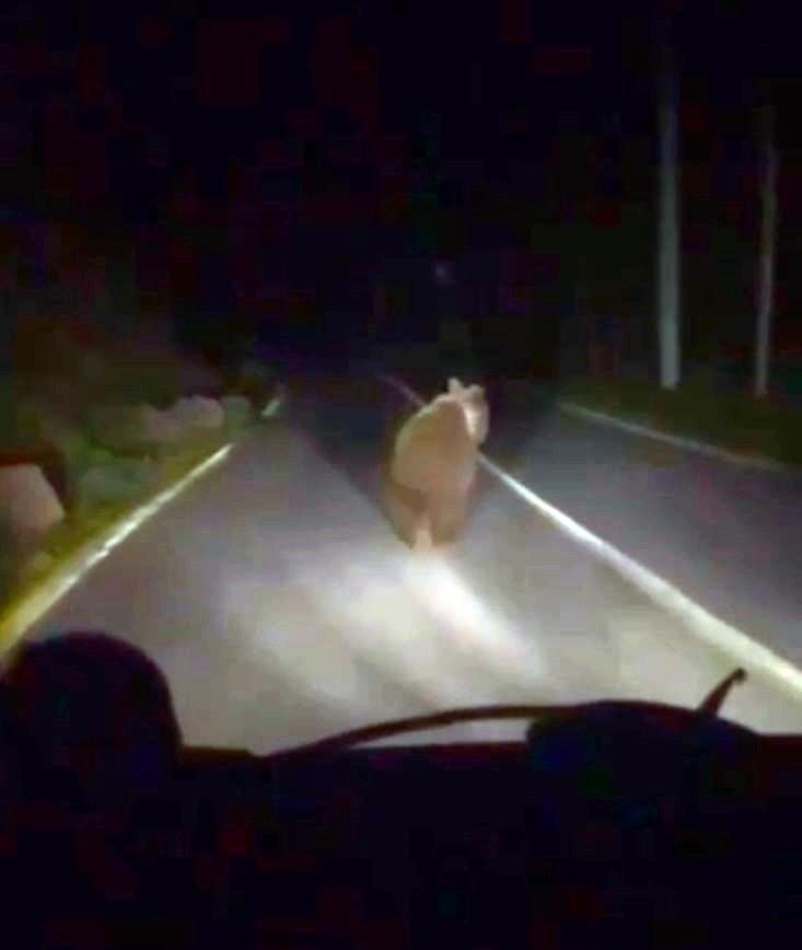Mahalleye inen ayı arkasına bile bakmadan kaçtı