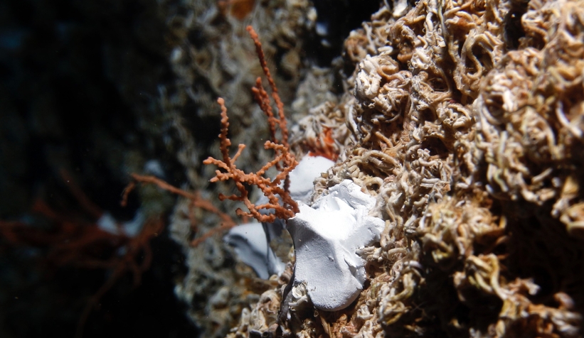 Marmara Denizi’ne 400 kök mercan ekildi