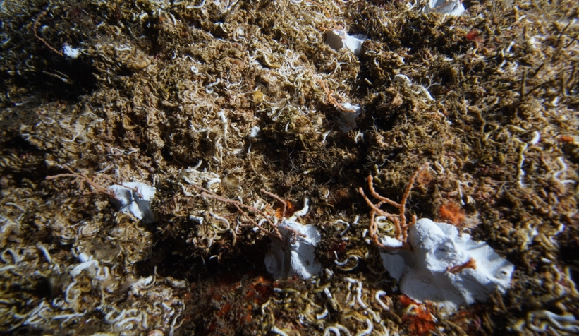 Marmara Denizi’ne 400 kök mercan ekildi