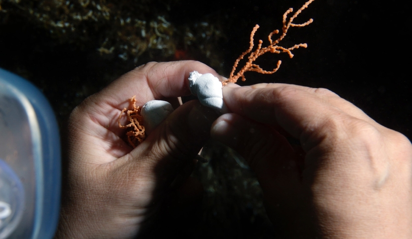 Marmara Denizi’ne 400 kök mercan ekildi
