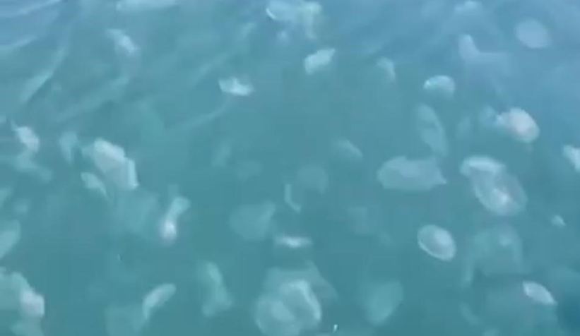 Marmara’da denizanası istilası