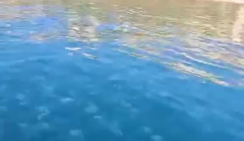 Marmara’da denizanası istilası