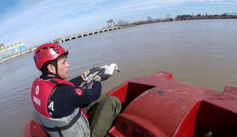 Martı kurtarma operasyonu