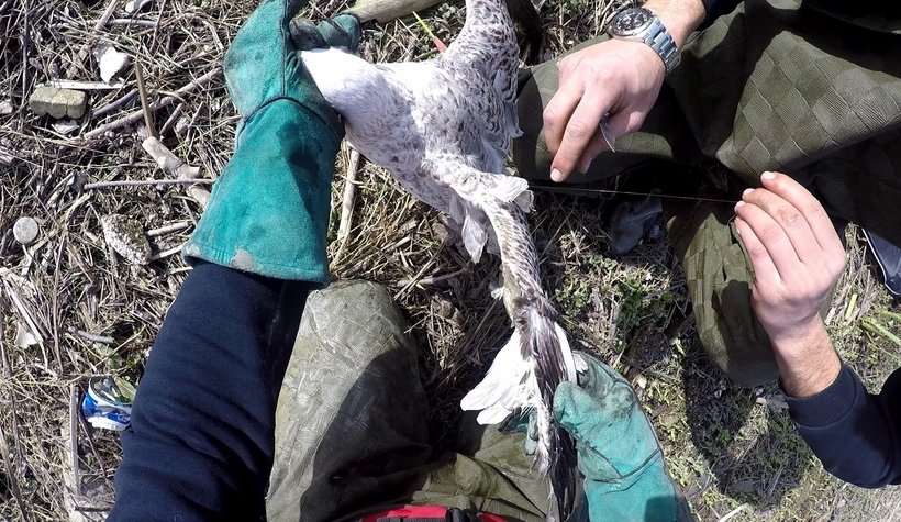 Martı kurtarma operasyonu