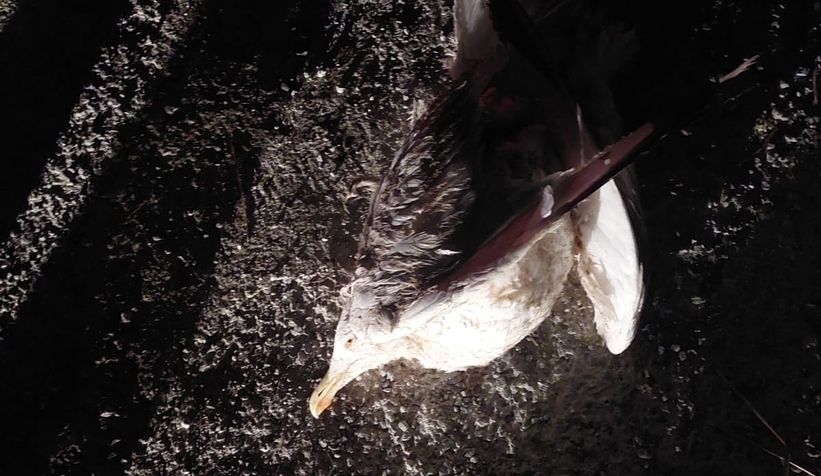 Martı mahalleyi saatlerce karanlığa gömdü