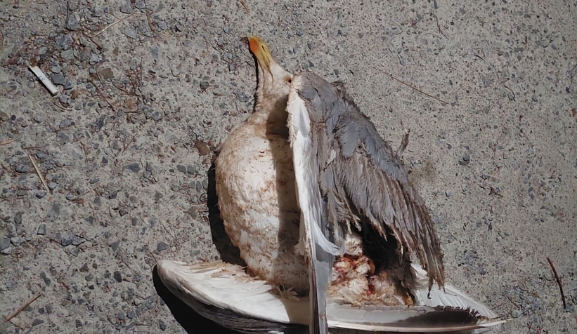 Martı mahalleyi saatlerce karanlığa gömdü