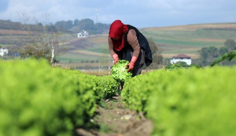 Marulun tarla ve marketteki fiyat farkı dudak uçuklattı