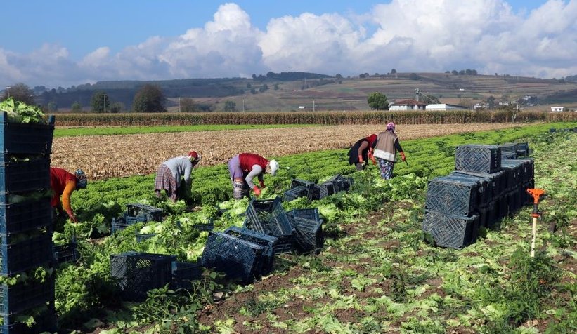 Marulun tarla ve marketteki fiyat farkı dudak uçuklattı