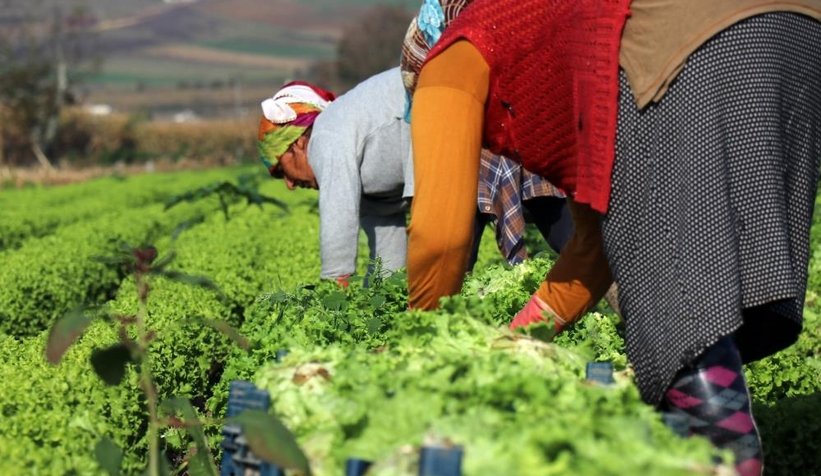 Marulun tarla ve marketteki fiyat farkı dudak uçuklattı