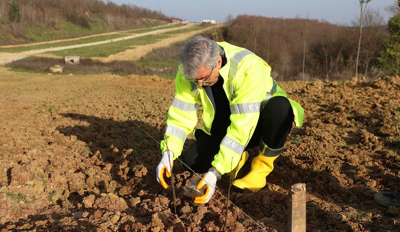 Melen Botanik Vadisinde kuşburnular toprakla buluştu