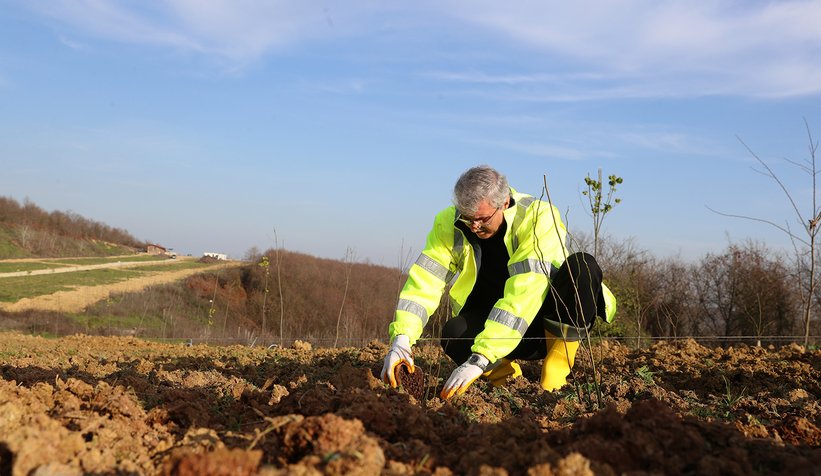 Melen Botanik Vadisinde kuşburnular toprakla buluştu