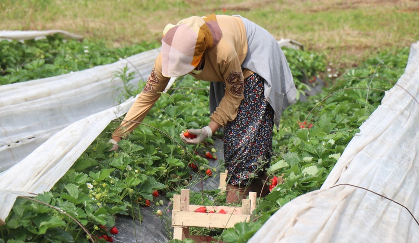 mersin-den-geldi-sakaryada-cilek-yetistiriyormm92atdfzd