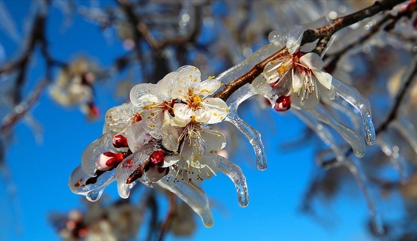 Meteorolojiden zirai don uyarısı