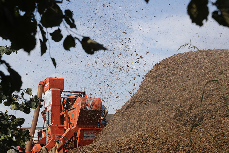 Mevsimlik tarım işçilerinin zorlu fındık mesaisi sürüyor