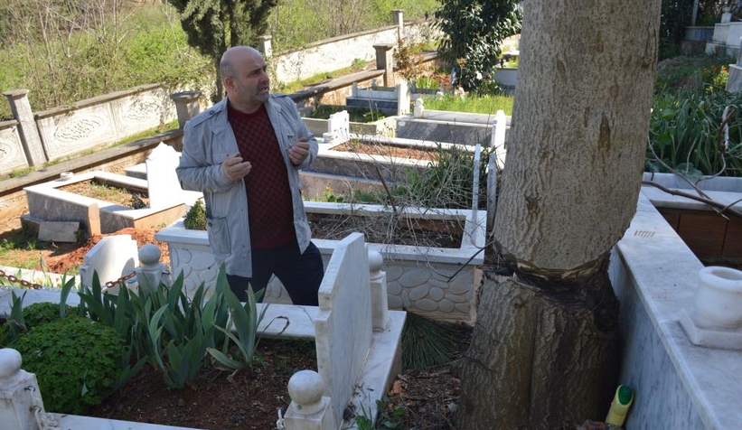 Mezarlıktaki ağacı kesmeye çalıştılar