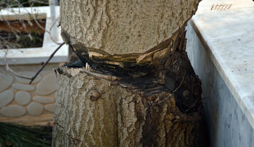 Mezarlıktaki ağacı kesmeye çalıştılar