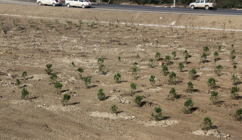 Milli Ağaçlandırma Bayramı töreni Akyazı'da yapıldı