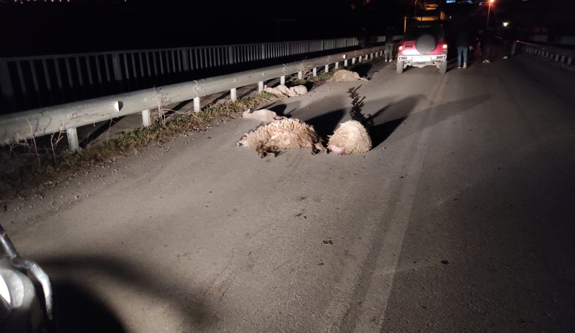 Minibüs 100 koyunun arasında daldı: 11'i öldü