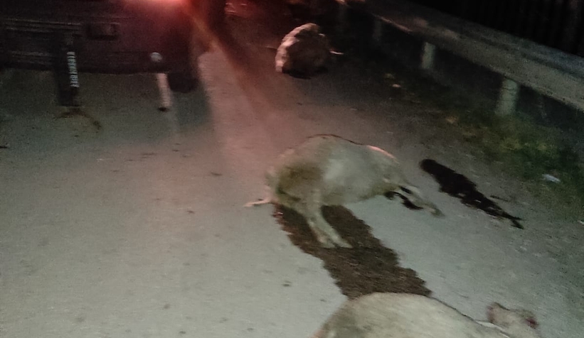 Minibüs 100 koyunun arasında daldı: 11'i öldü