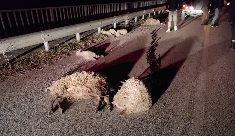 Minibüs 100 koyunun arasında daldı: 11'i öldü