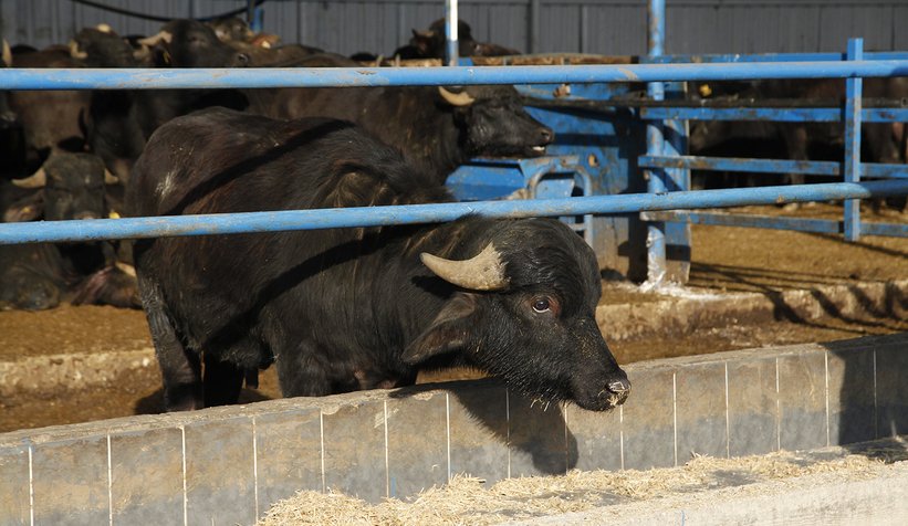 Mozzarella peynirini Sakarya üretecek