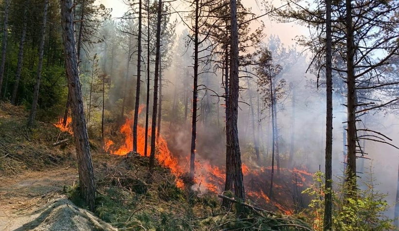Mudurnu'da orman yangını