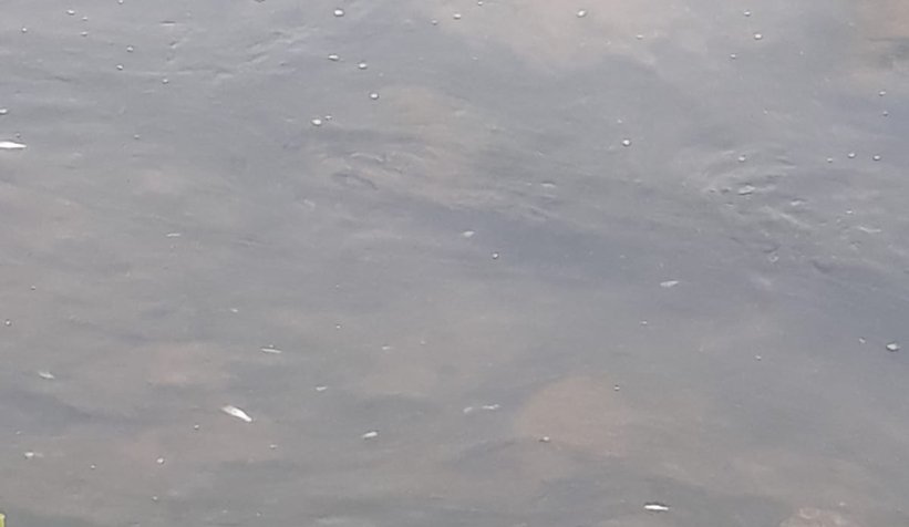 Mudurnu Deresi'nde balıklar ölüyor