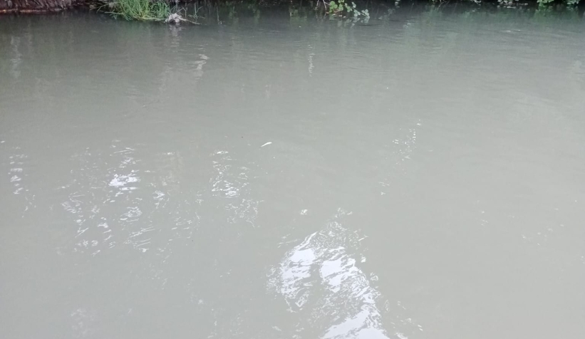 Mudurnu Deresi'nde toplu balık ölümü