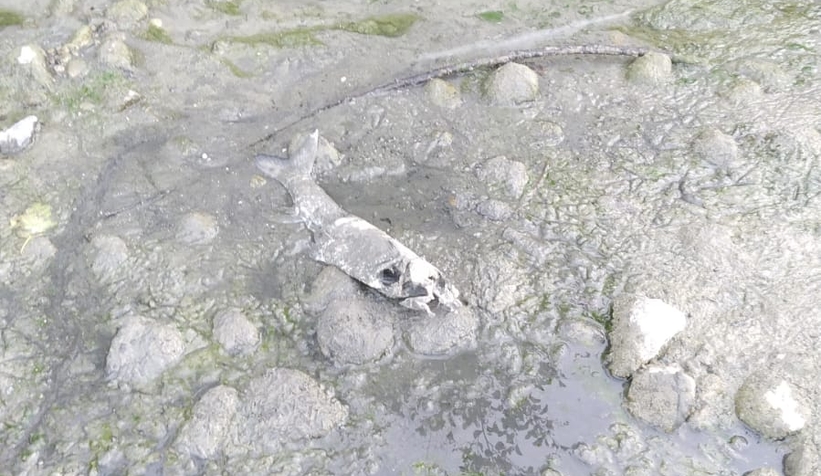 Mudurnu Deresi'nde toplu balık ölümü