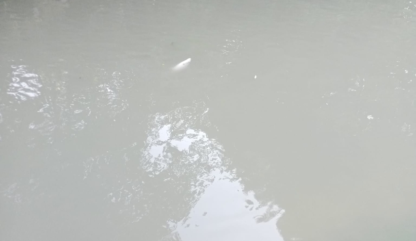 Mudurnu Deresi'nde toplu balık ölümü