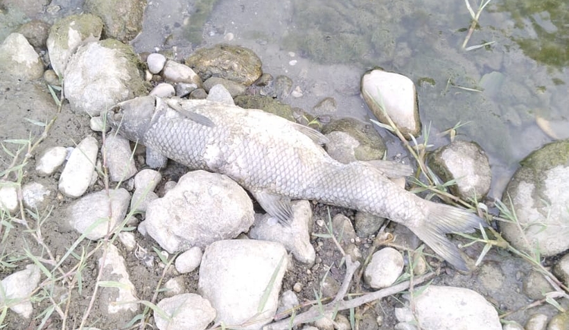 Mudurnu Deresi'nde toplu balık ölümü
